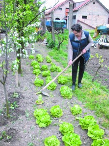 01 SID PROLECNI RADOVI U BASTI-OKOPAVANJE SALATE