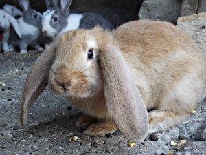 DSCF1020_resize