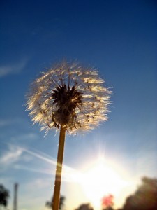 IMG_1083_resize