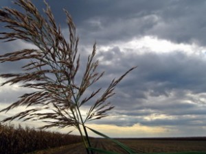 IMG_1811_resize